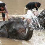 éléphant au Laos