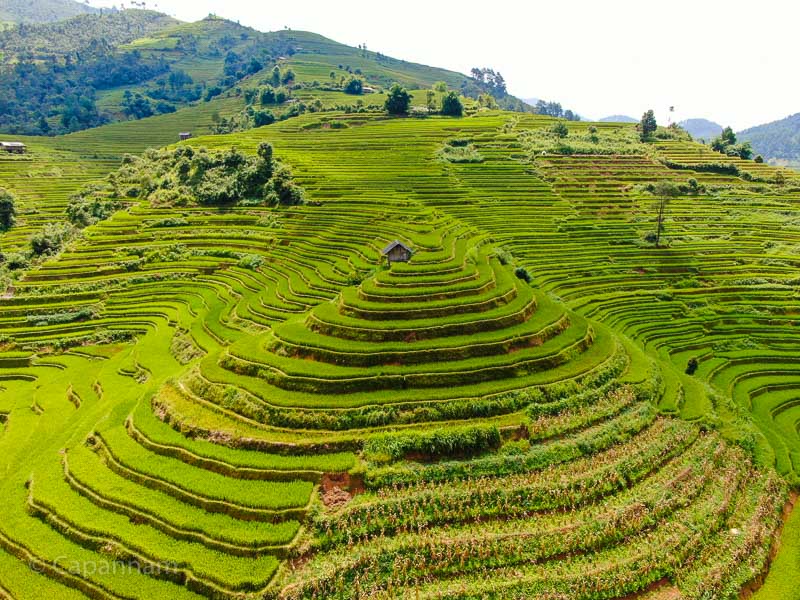 Mu Cang Chai