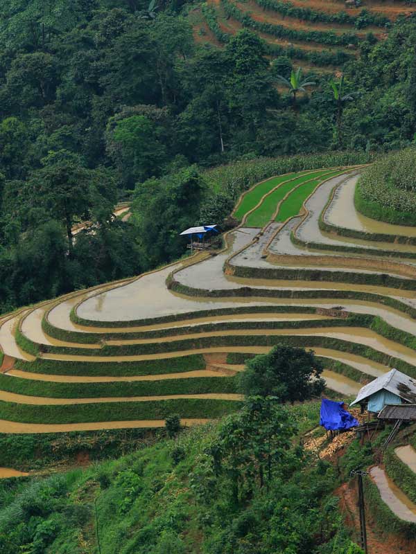 Mu cang chai