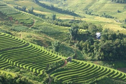 les rizières à Sapa