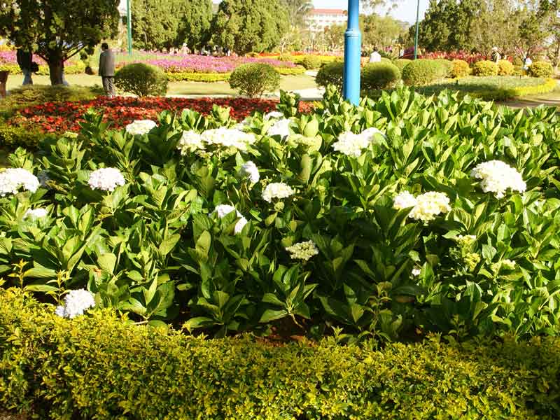 le jardin des fleurs de Dalat