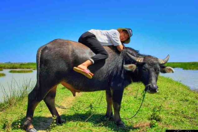 annee du buffle
