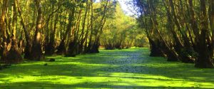 La foret de Tra Su
