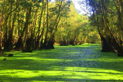 La foret de Tra Su