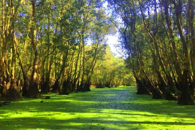 La foret Tra Su